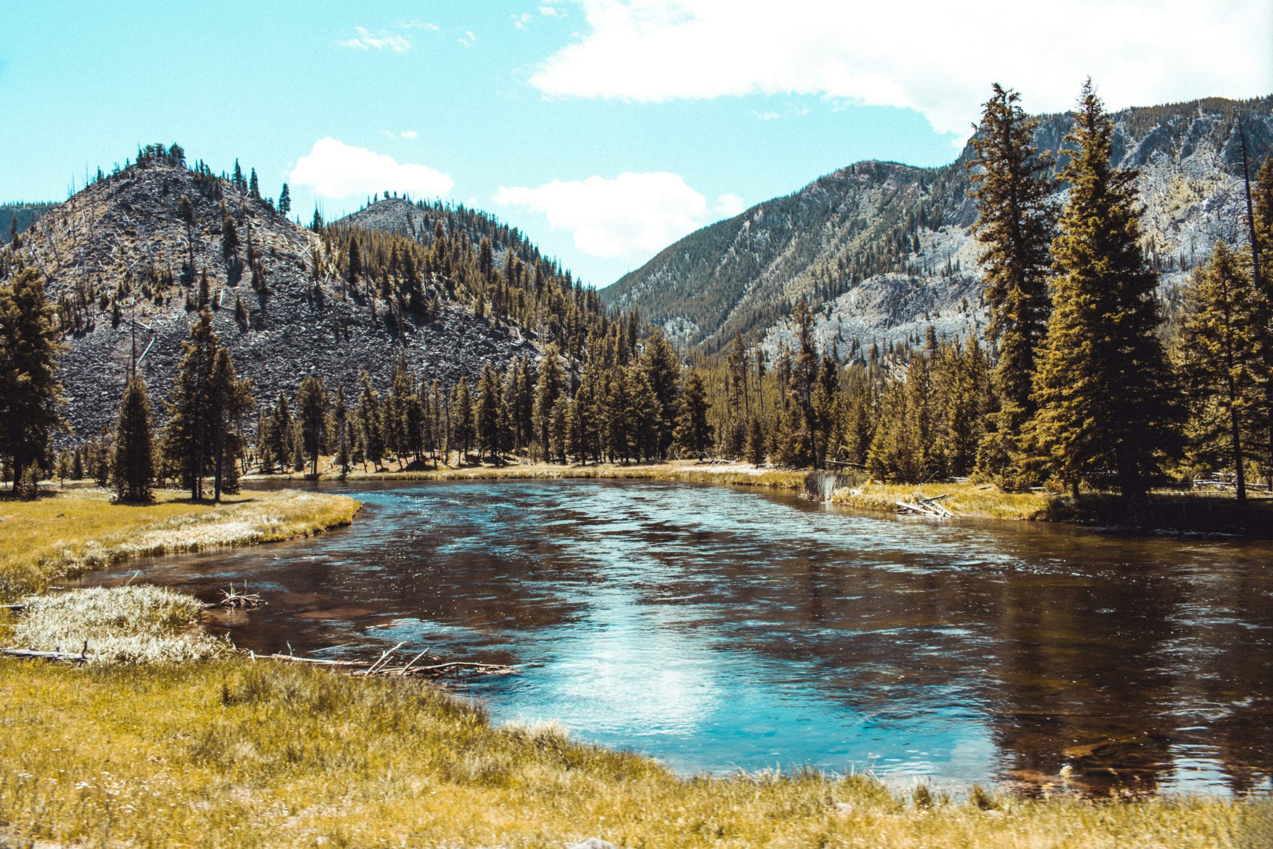 Pinos lodgepole a la orilla de un río en el Parque Nacional de Yellowstone, Wyoming
