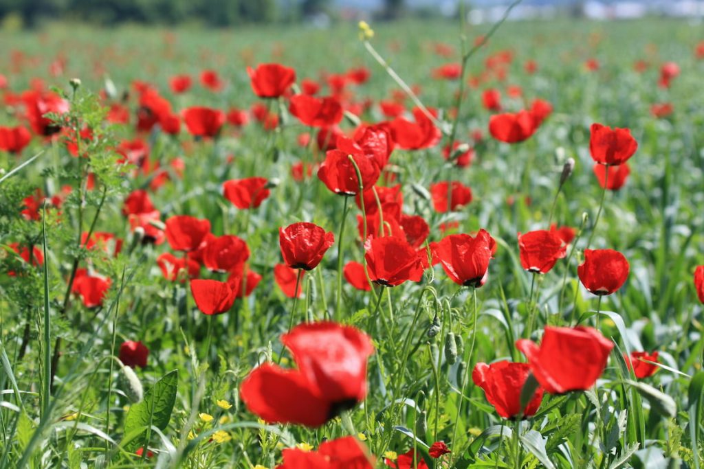 Amapolas de Anatolia en flor con chimeneas de hadas al fondo en Capadocia, Turquía