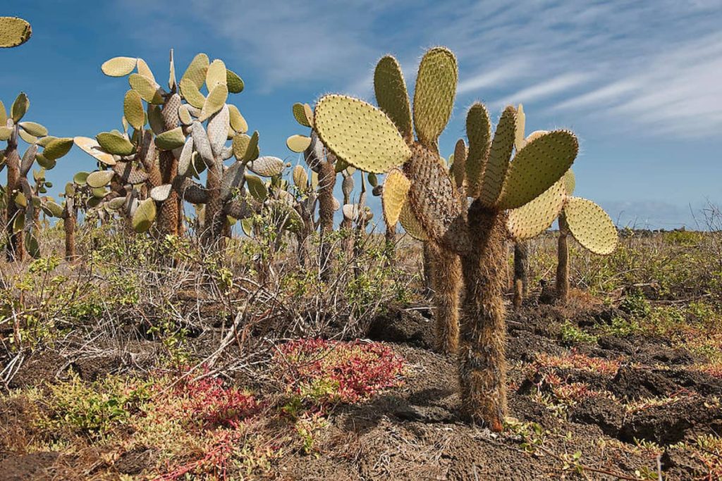 Cactus opuntia gigante en las Islas Galápagos, Ecuador