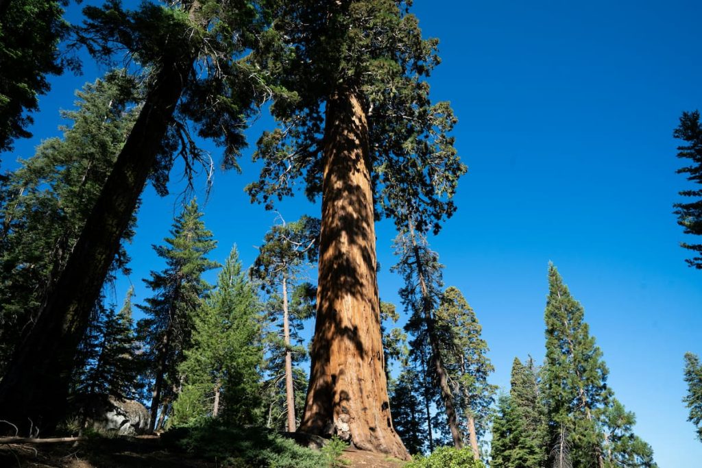 Tronco gigante de secuoya en el Giant Forest del Parque Nacional de las Secuoyas, California