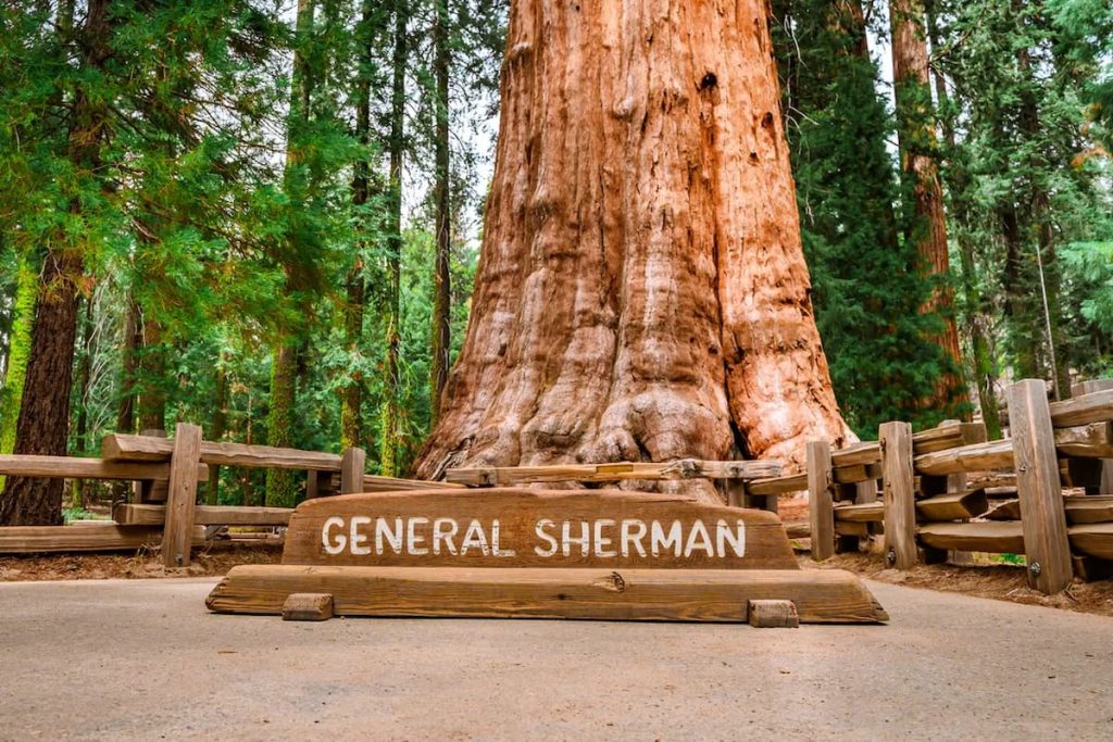  El General Sherman el árbol más grande del mundo en el Parque Nacional de las Secuoyas