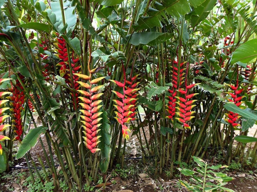 Heliconia colgante en la selva del Parque Nacional Iguazú, Cataratas del Iguazú