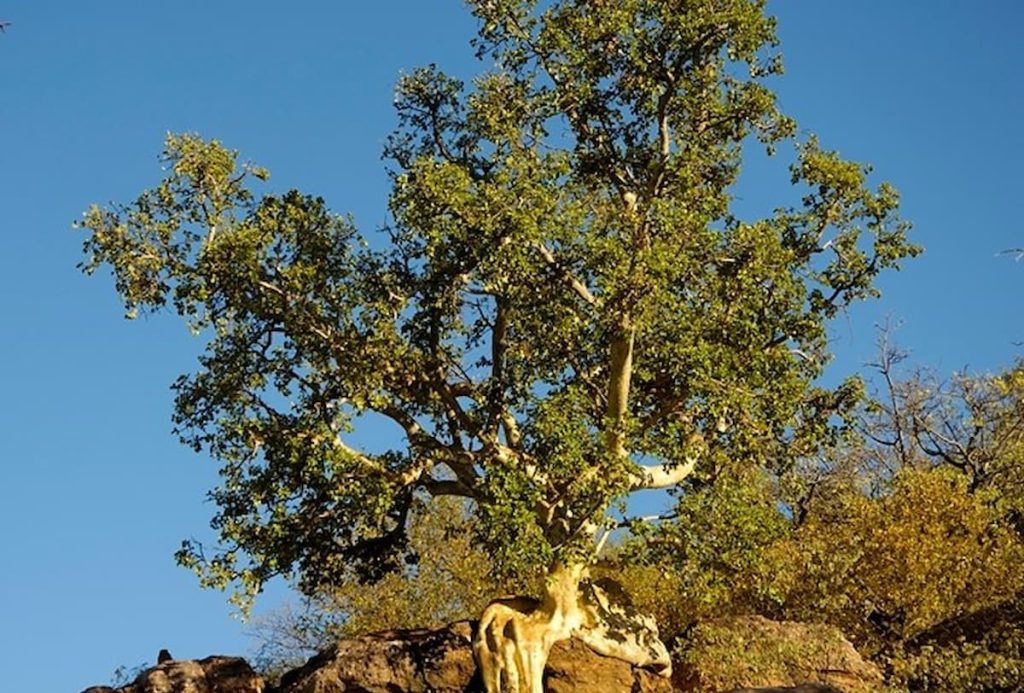 Higuera de roca en las gargantas de basalto de las Cataratas Victoria, Zambia