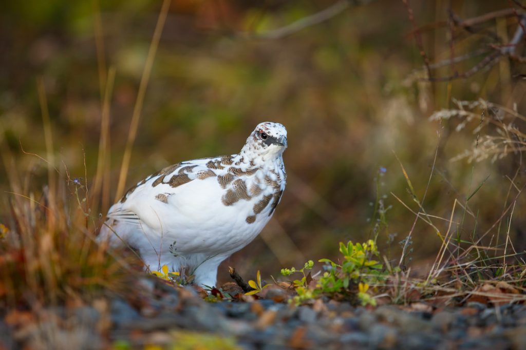 Lagópodo alpino con plumaje invernal blanco en los Alpes del Monte Cervino