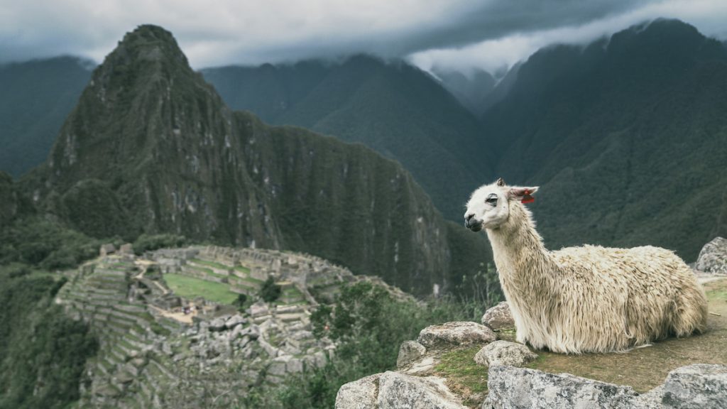 Vista general del Santuario de Machu Picchu con llama en primer plano, Perú