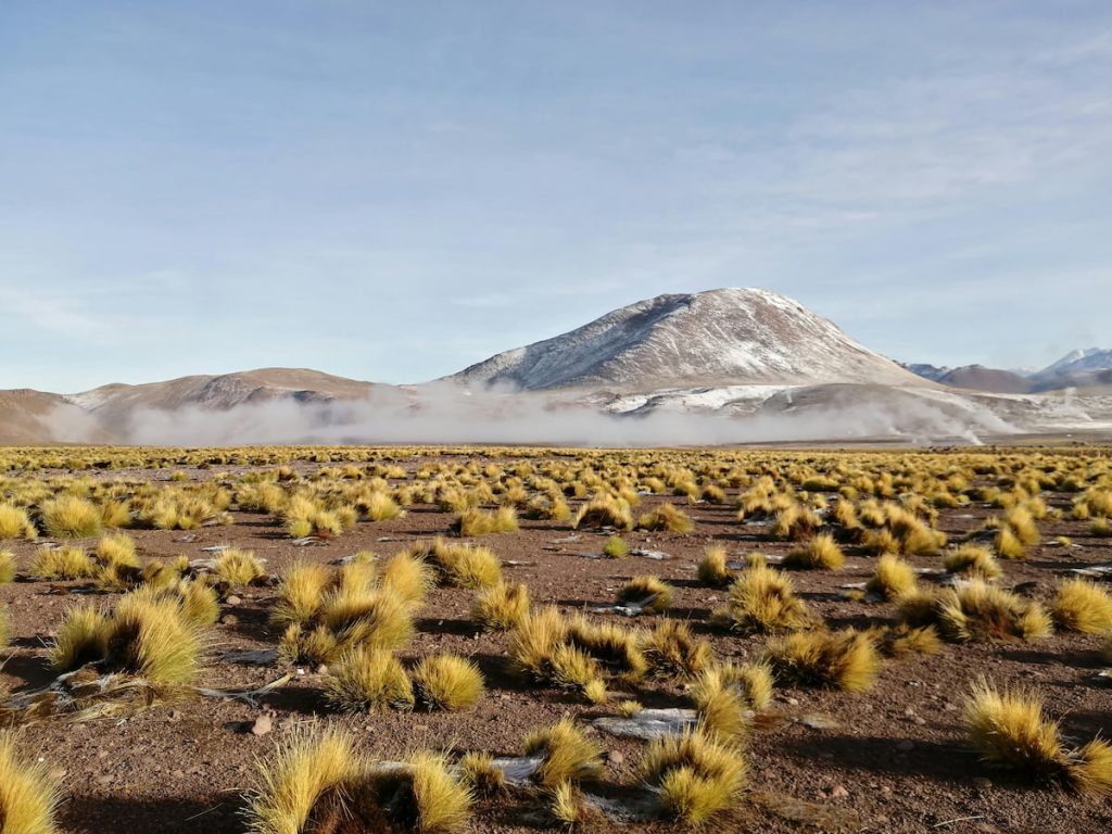 Llareta milenaria en el altiplano del Desierto de Atacama, Chile