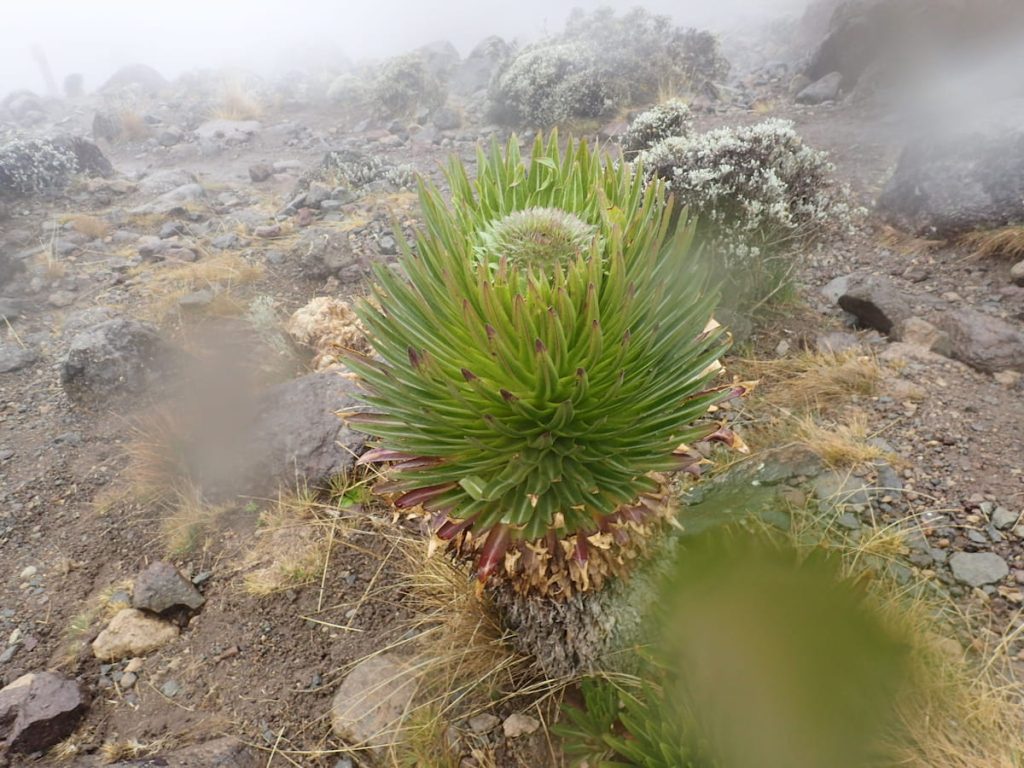 Lobelia gigante en las laderas alpinas del Kilimanjaro, Tanzania