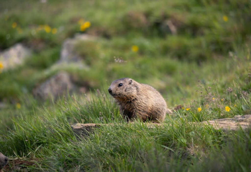 Marmota alpina en los prados del macizo del Mont Blanc, Alpes