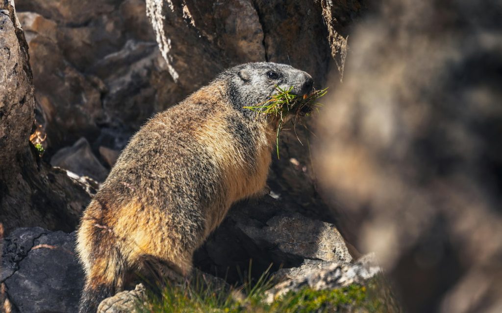 Marmota de vientre amarillo en las rocas del Parque Nacional de las Secuoyas, California