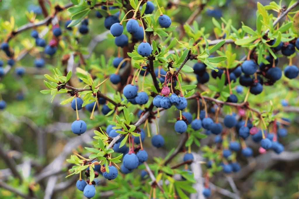 Mata calafate con frutos en la Patagonia argentina cerca del Glaciar Perito Moreno
