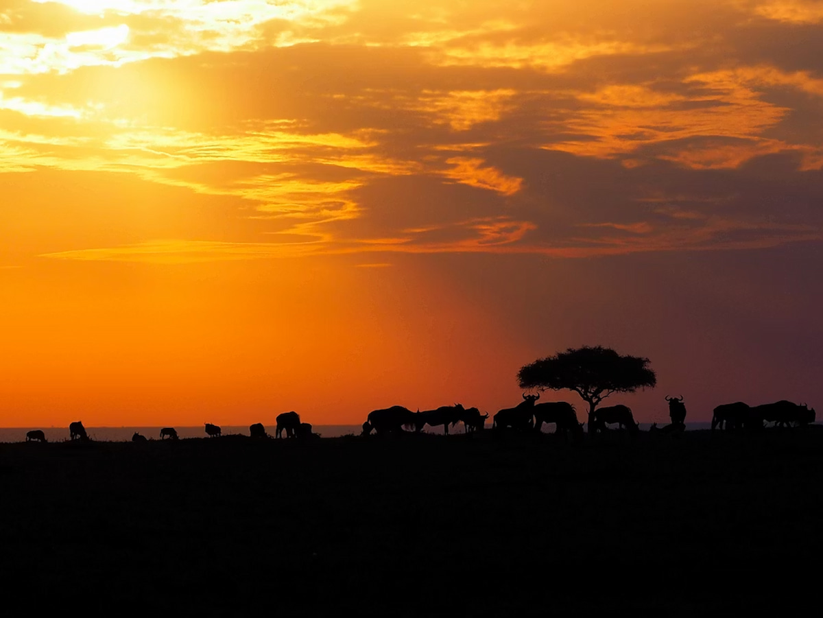 Manada de ñus en la Gran Migración del Serengeti al atardecer, Tanzania