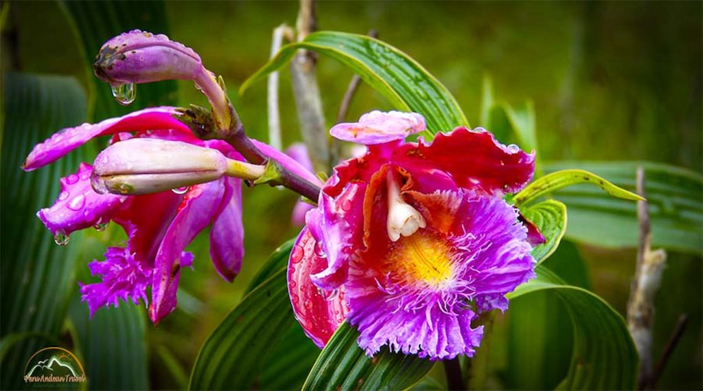 Orquídea andina en el bosque nuboso del Santuario de Machu Picchu, Perú
