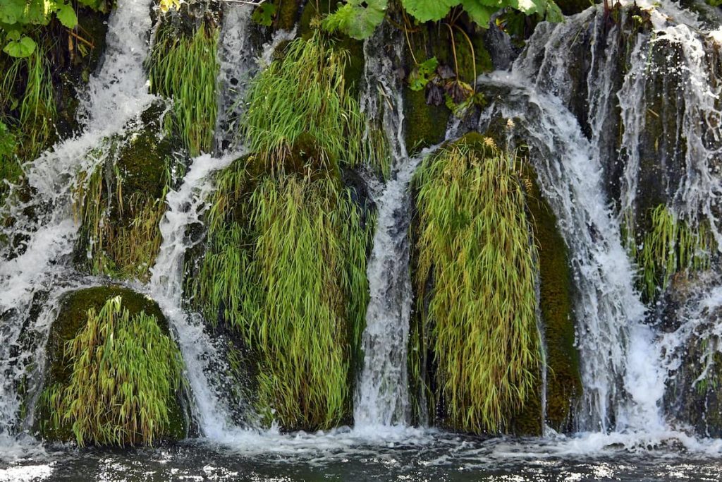 Musgo de travertino formando barreras en los Lagos de Plitvice, Croacia