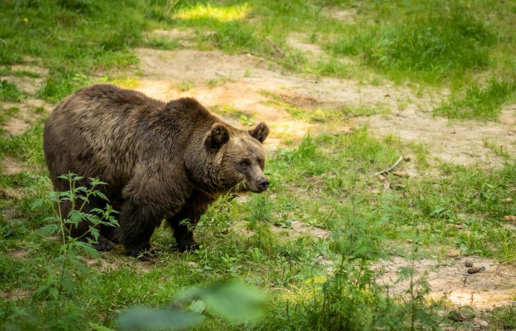 Oso pardo europeo en el bosque del Parque Nacional de los Lagos de Plitvice, Croacia