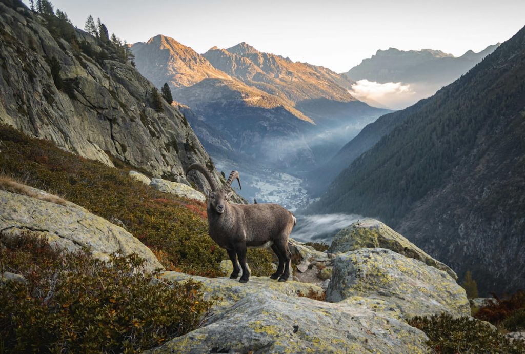 Cabra montesa alpina en las rocas del macizo del Monte Cervino, Zermatt Suiza