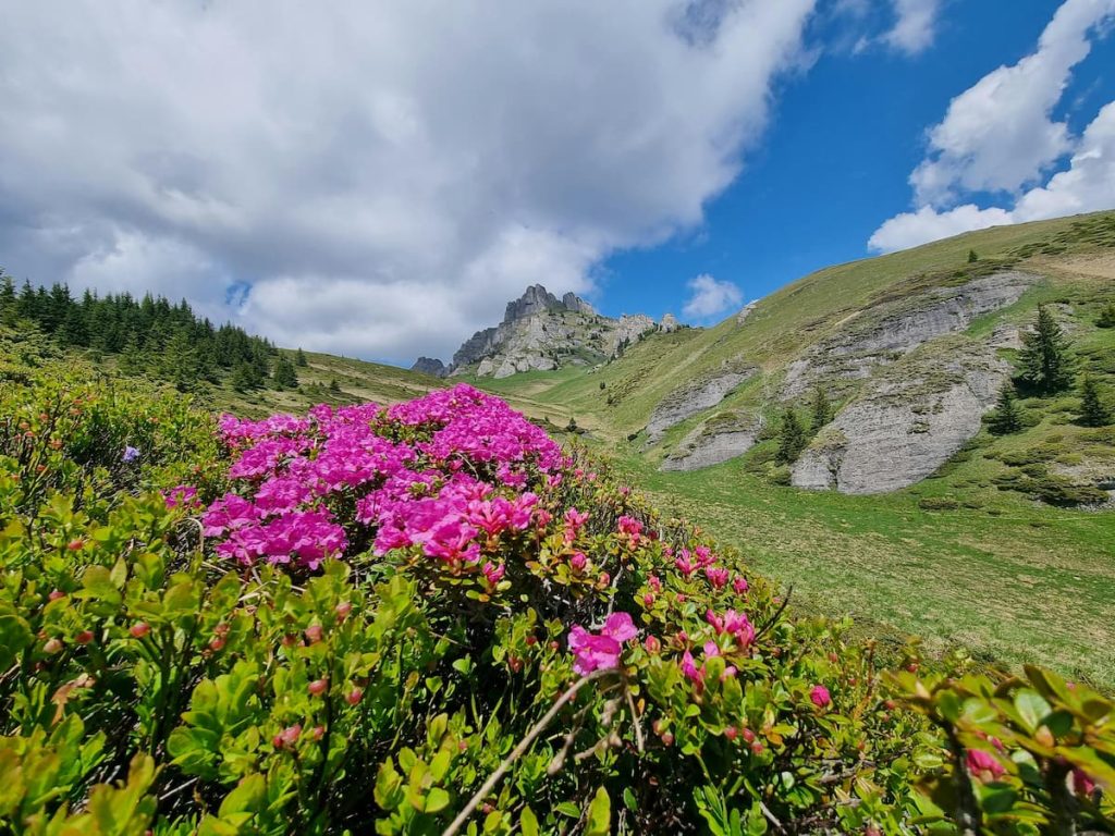 Rododendro alpino en flor en las laderas del Monte Cervino, Suiza