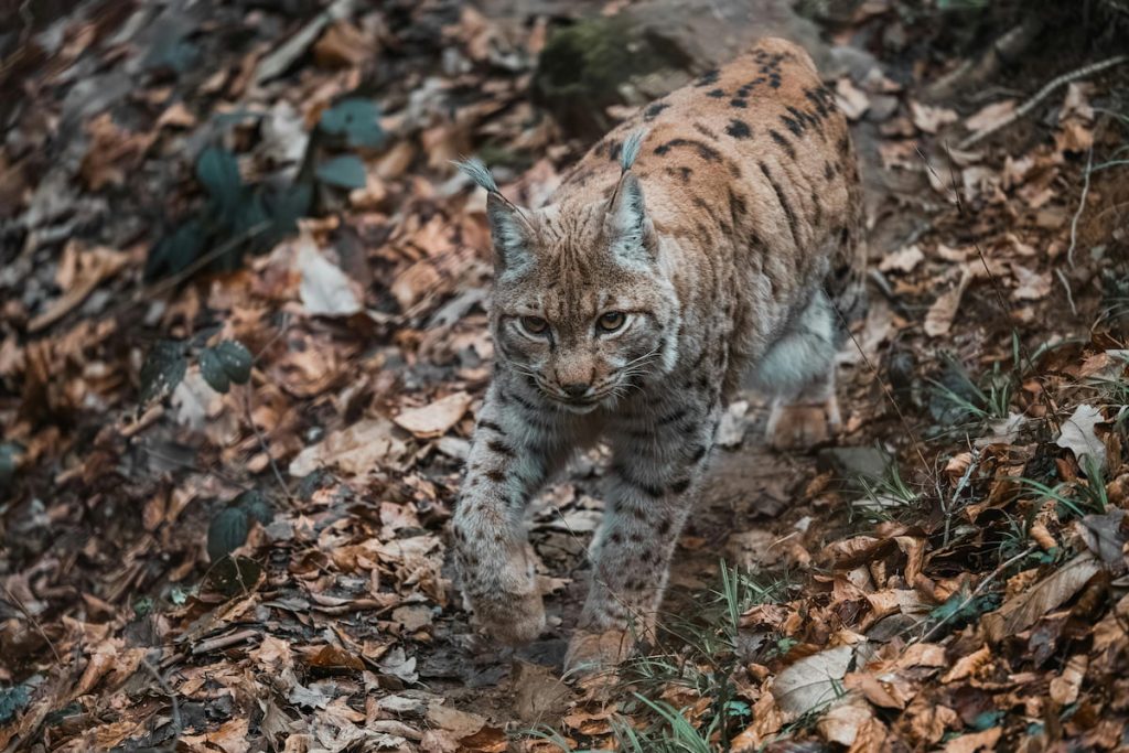 Lince de los Balcanes en los bosques del entorno de los Lagos de Plitvice, Croacia