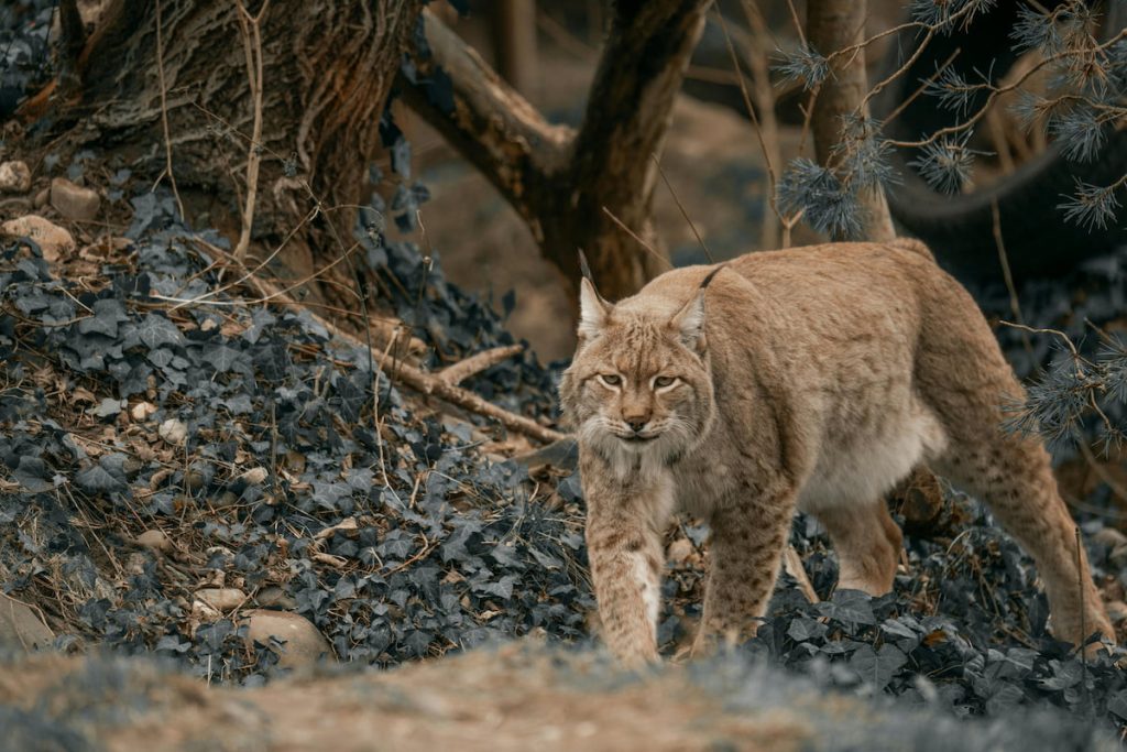 Lince boreal en los bosques alpinos del macizo del Monte Cervino, Suiza