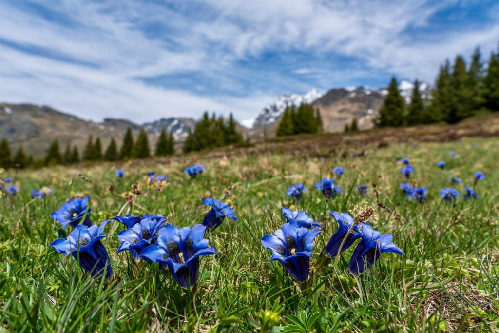 Flor de genciana azul en los prados alpinos del macizo del Monte Cervino, Suiza