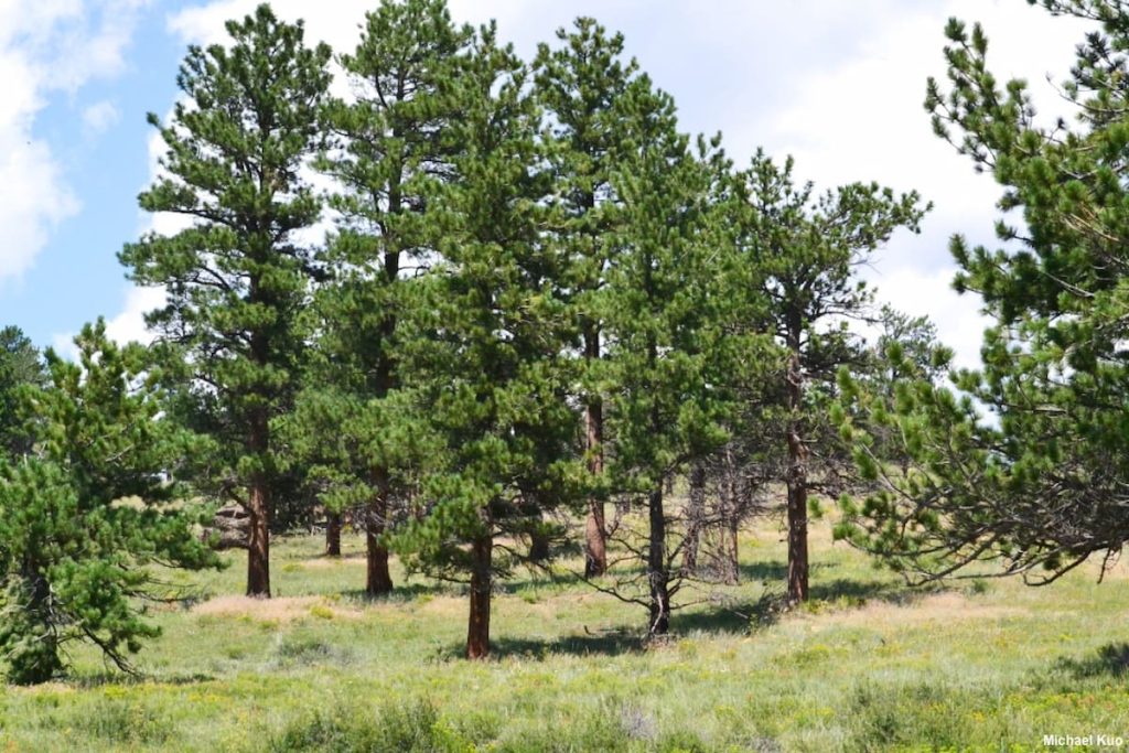 Pino ponderosa en los bosques del Parque Nacional de las Secuoyas, California