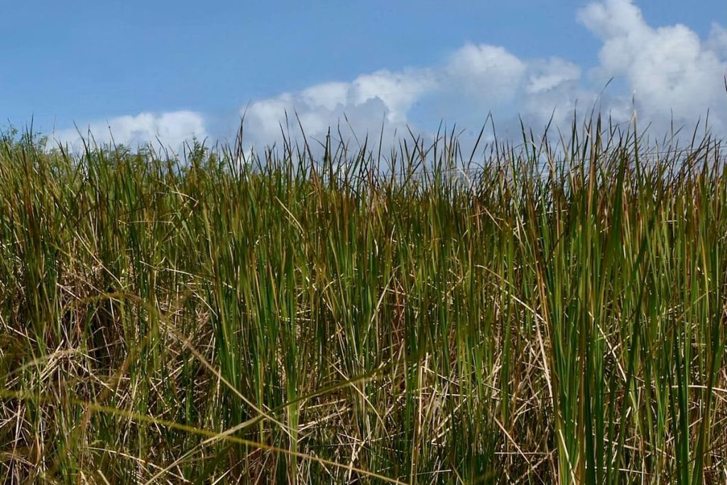 Pradera de sawgrass en el Parque Nacional Everglades, Florida