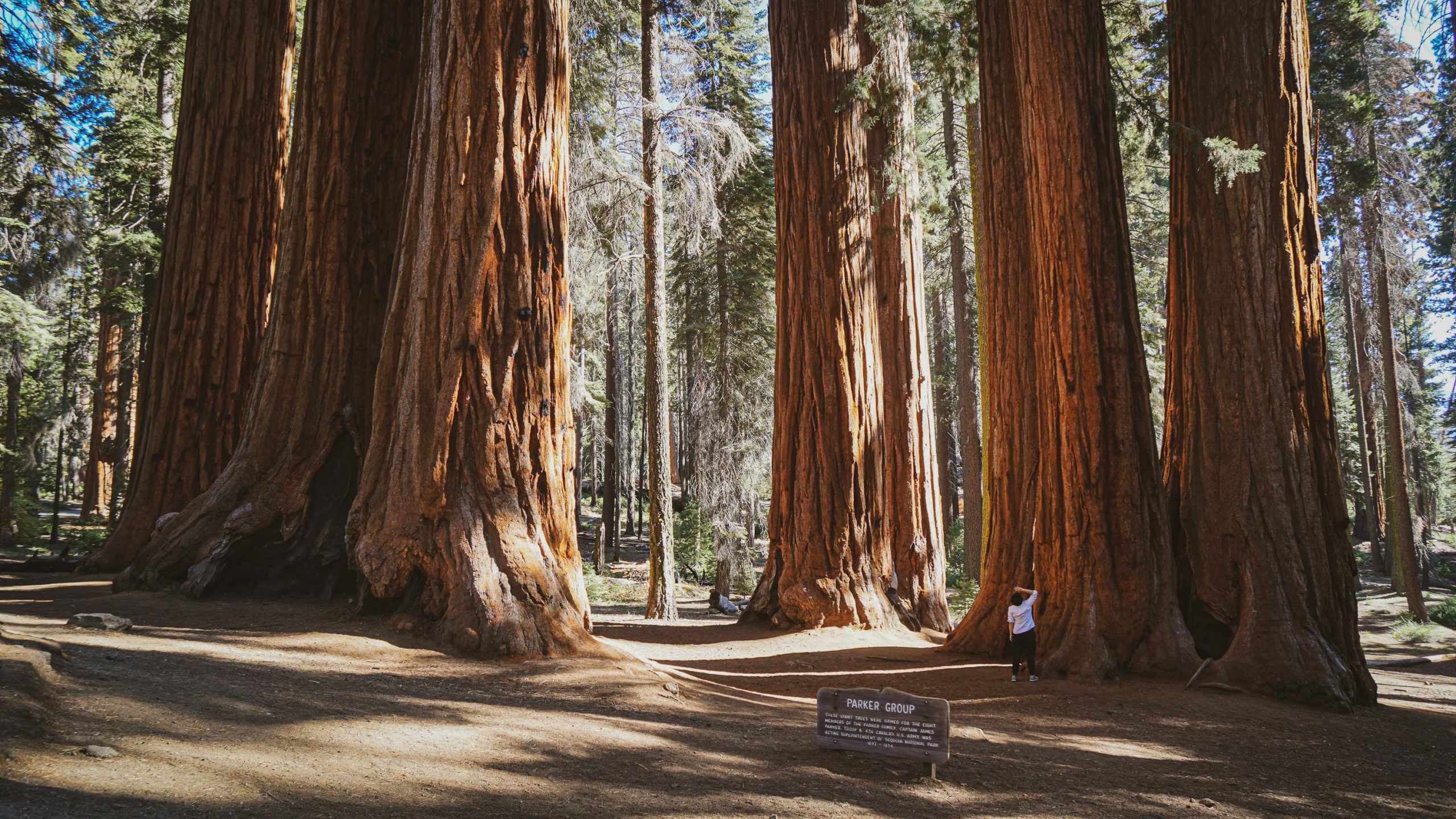 Secuoyas gigantes en el Giant Forest del Parque Nacional de las Secuoyas al atardecer, California