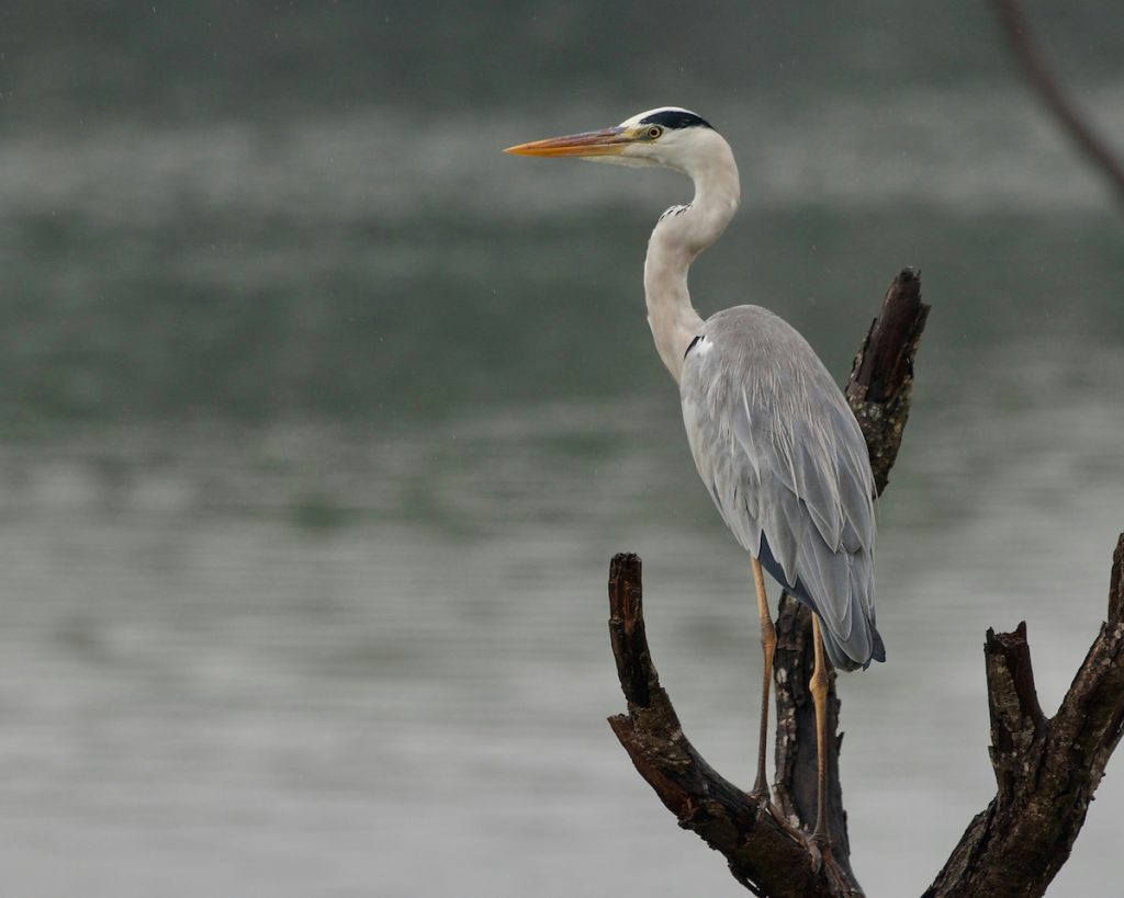 Garza real sobre los humedales del Parque Nacional Everglades