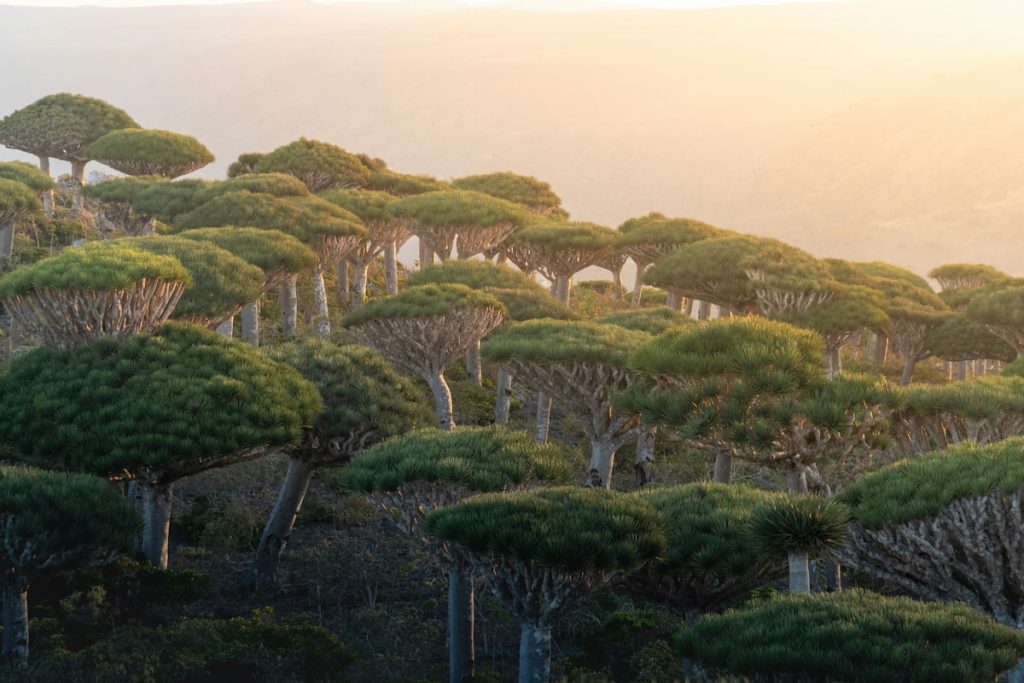 Bosque de árboles de sangre de dragón en la meseta de Dixam al atardecer, Socotra Yemen