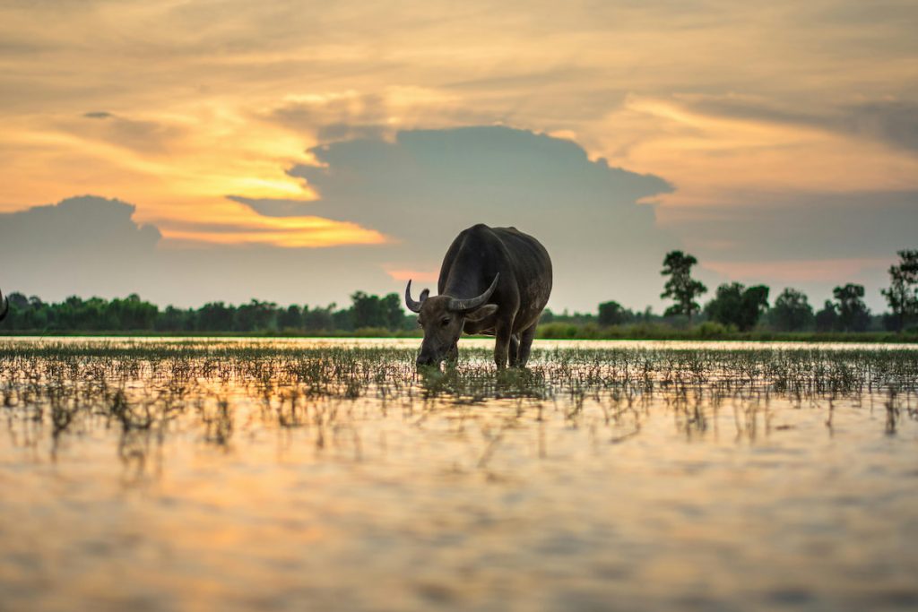  Búfalo de agua salvaje en los humedales del Parque Nacional de Kaziranga, India