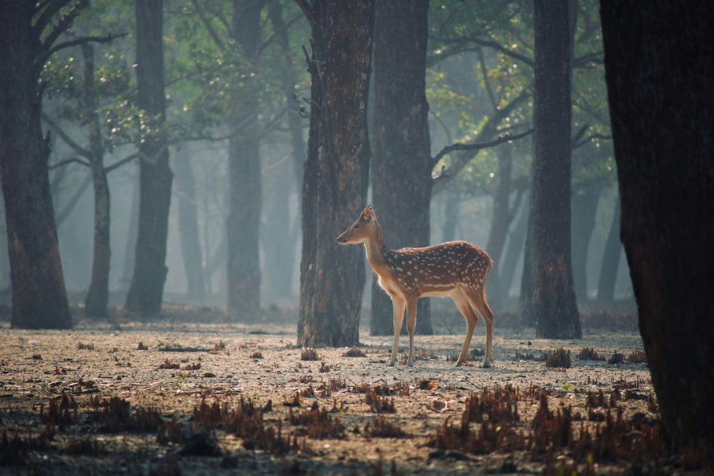 Ciervo de manchas en la orilla del canal del Parque Nacional de los Sundarbans