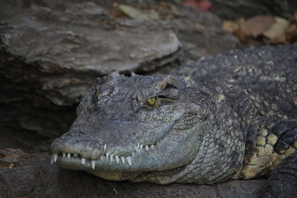 Cocodrilo marino en el banco de barro del Parque Nacional de los Sundarbans, India