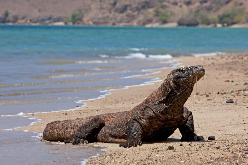 Dragón de Komodo en la isla de Komodo, Parque Nacional de Komodo Indonesia