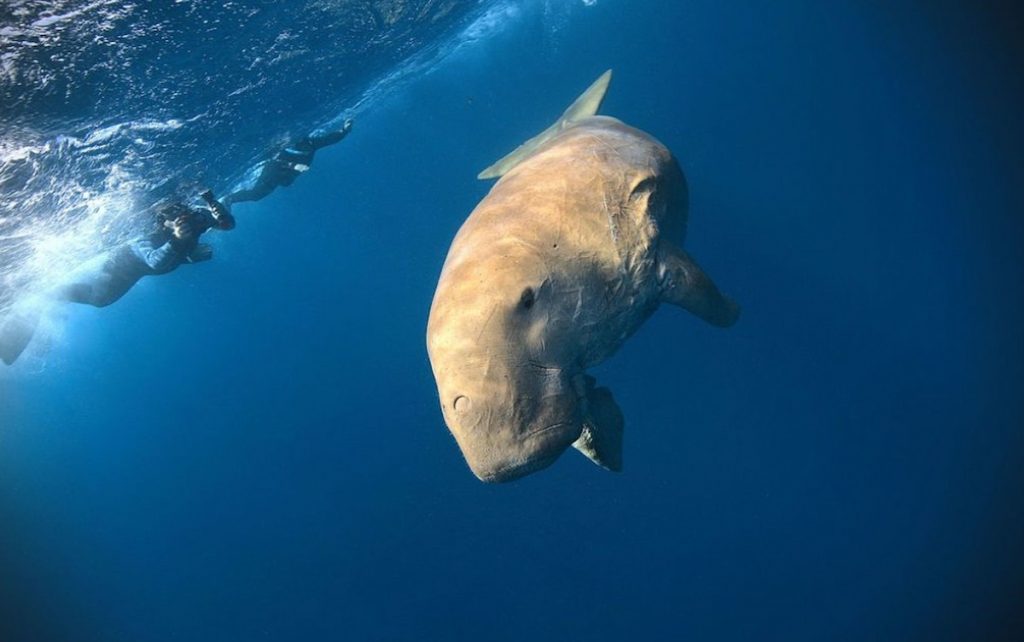 Dugongo en las aguas cristalinas del Archipiélago de Socotra, Yemen Océano Índico