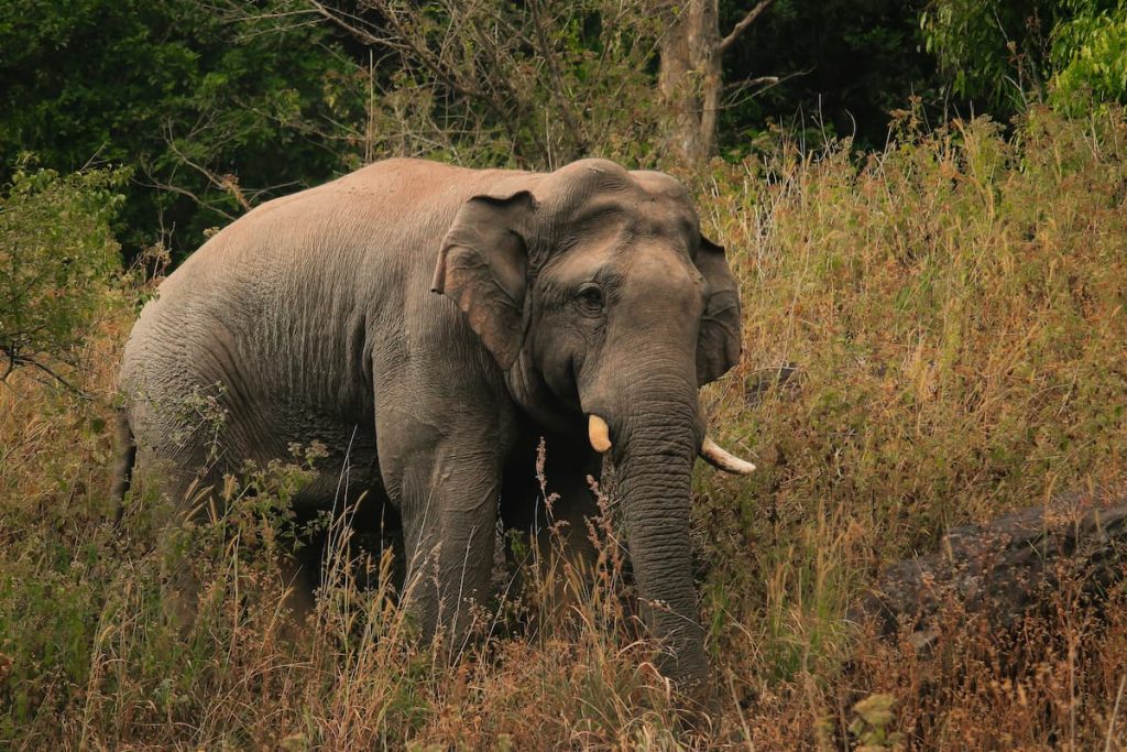 Elefante asiático en el Parque Nacional de Kaziranga, Assam India