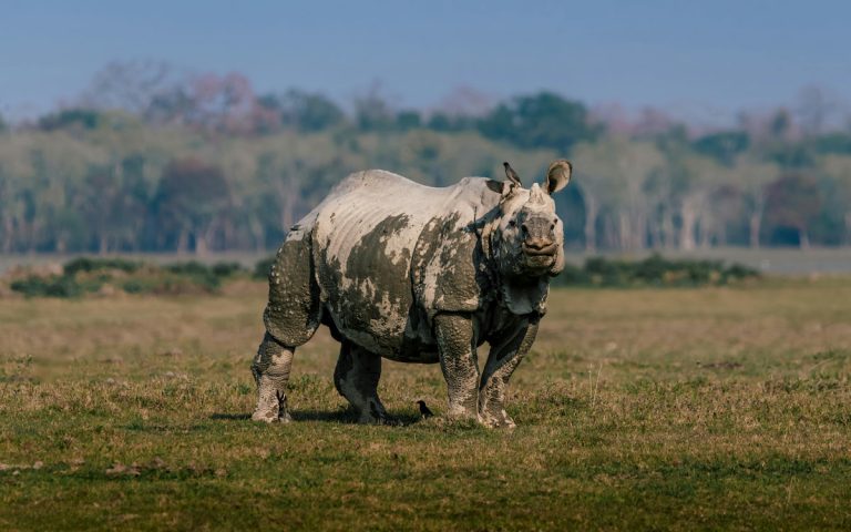 Rinoceronte indio de un cuerno en las praderas del Parque Nacional de Kaziranga al amanecer, India