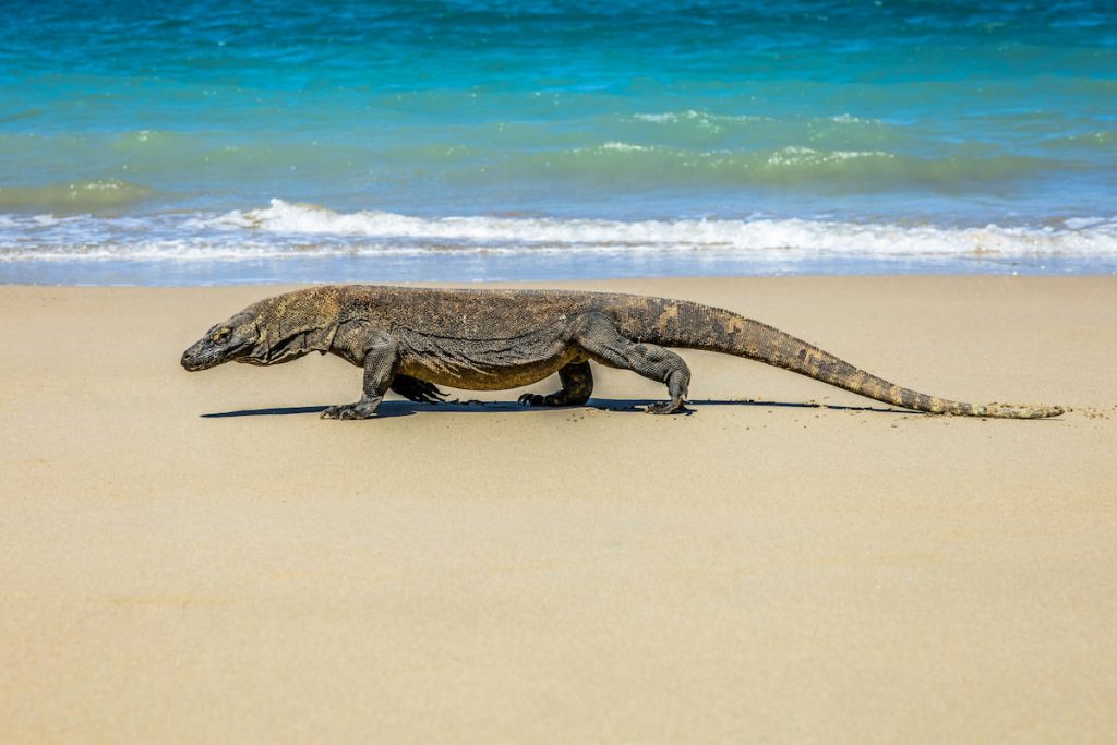 Dragón de Komodo caminando en la isla Rinca, Parque Nacional de Komodo - Indonesia