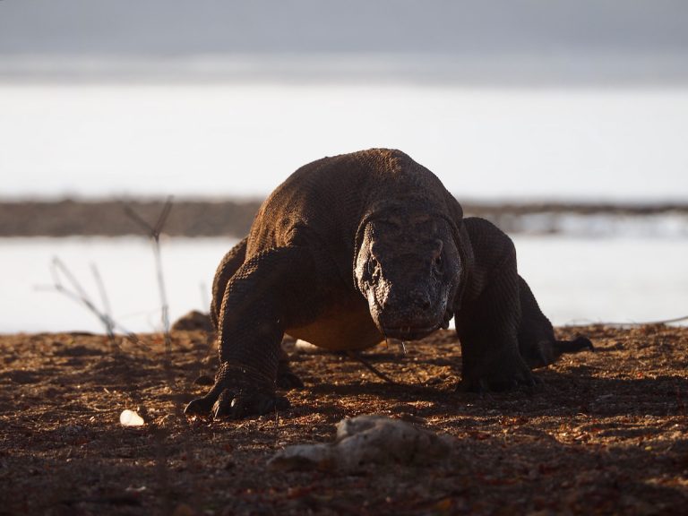 Dragón de Komodo en las colinas doradas de la isla Rinca al atardecer Indonesia