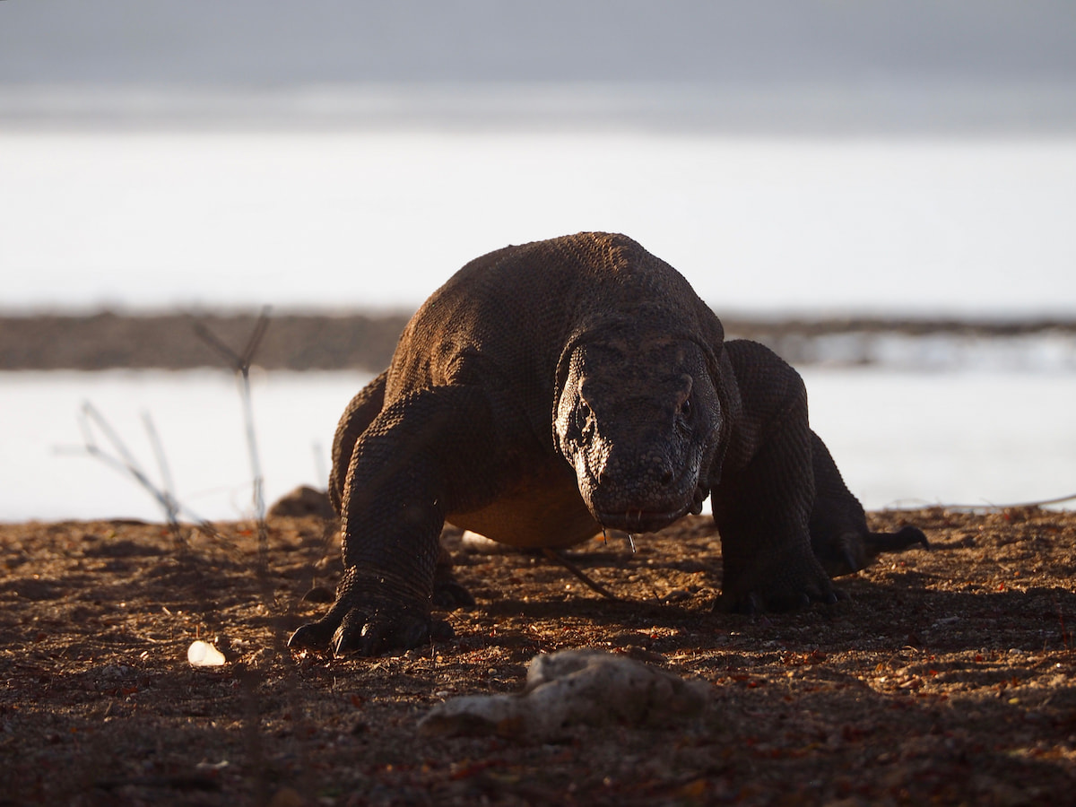 Dragón de Komodo en las colinas doradas de la isla Rinca al atardecer Indonesia