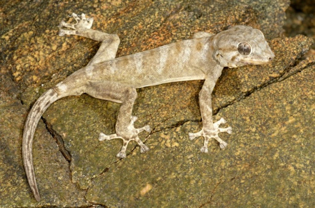 Lagarto gecko endémico en el tronco de un árbol de Socotra, Yemen