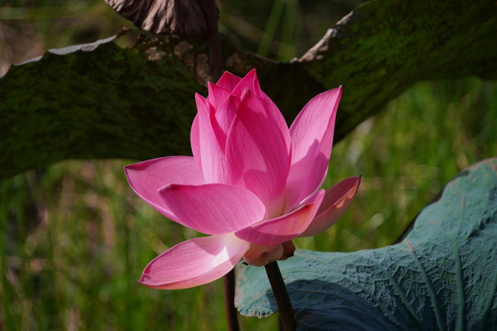 Flor de loto en los humedales del Parque Nacional de Kaziranga, Assam India