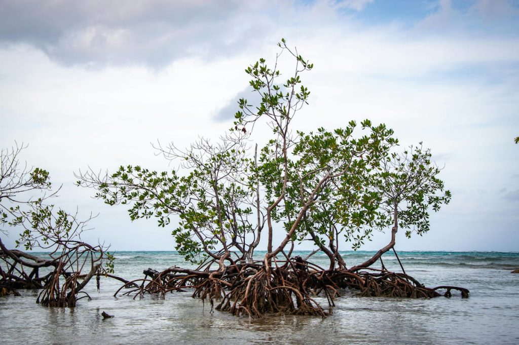 Neumatóforos del manglar Avicennia en el Parque Nacional de los Sundarbans, India
