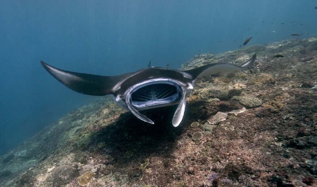 Manta gigante oceánica en las aguas del Parque Nacional de Komodo, Indonesia