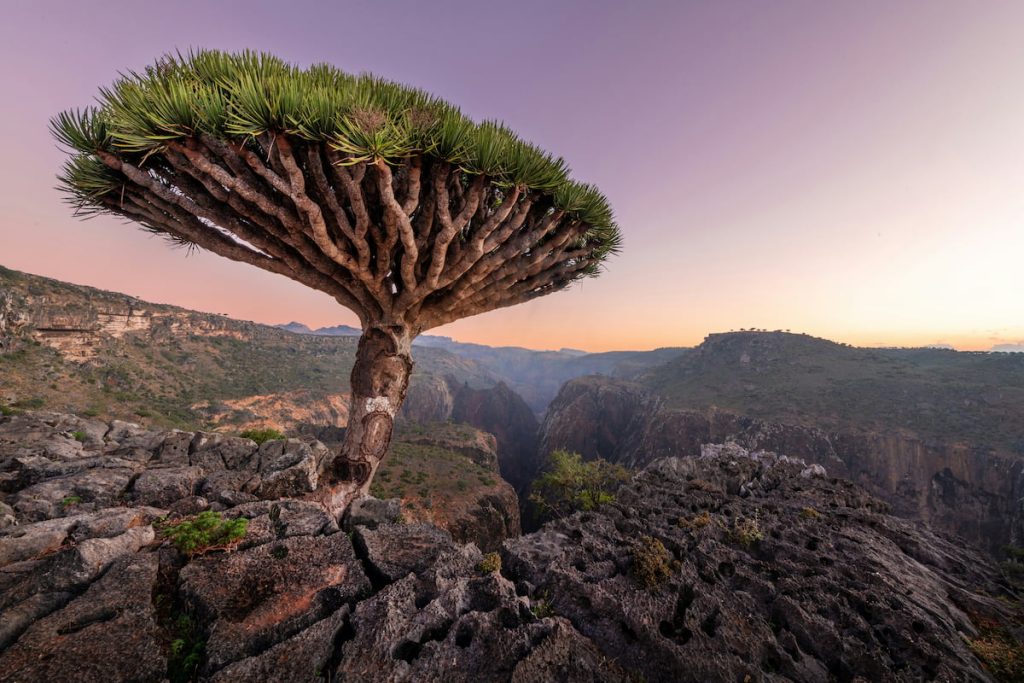  Árbol de sangre de dragón con paisaje árido en la meseta de Socotra, Yemen