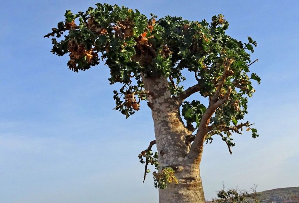 Árbol pepino Dendrosicyos socotranus en el paisaje árido de Socotra Yemen