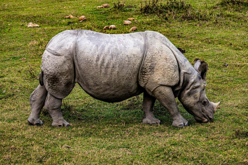 Rinoceronte indio de un cuerno en las praderas del Parque Nacional de Kaziranga, India