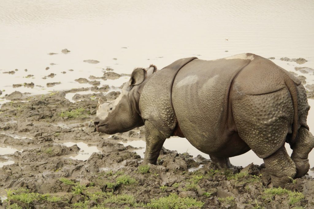 Rinoceronte indio en el río Brahmaputra al amanecer, Parque Nacional de Kaziranga