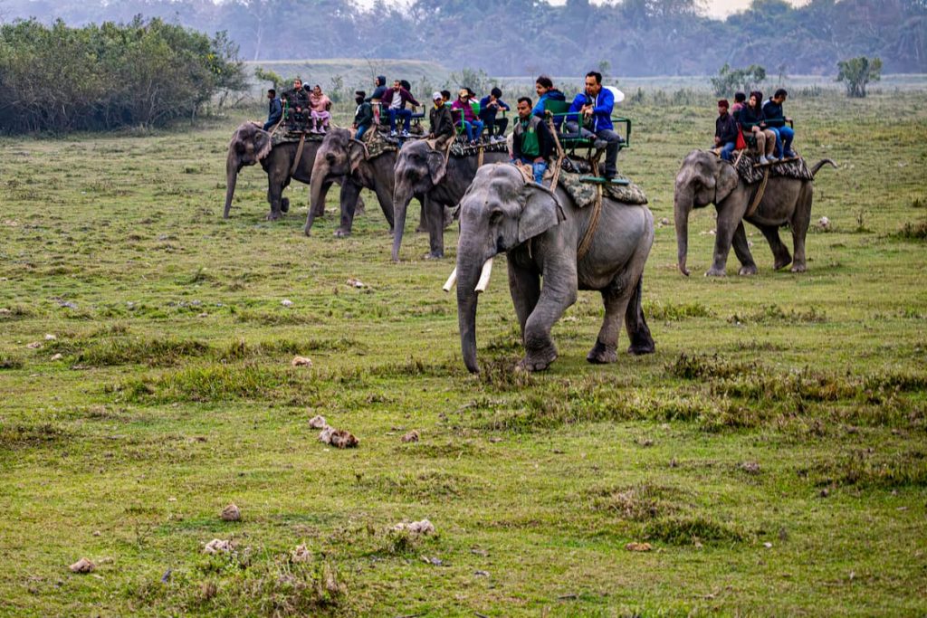 Safari en elefante al amanecer en el Parque Nacional de Kaziranga, India