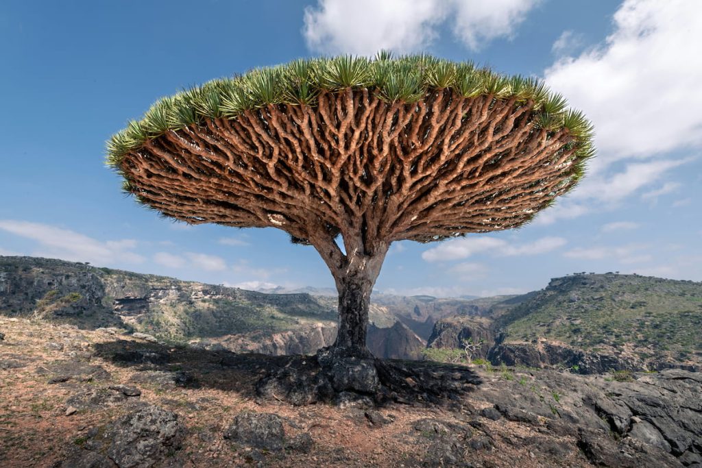 Árboles de sangre de dragón Dracaena cinnabari en la meseta de Dixam, Socotra Yemen