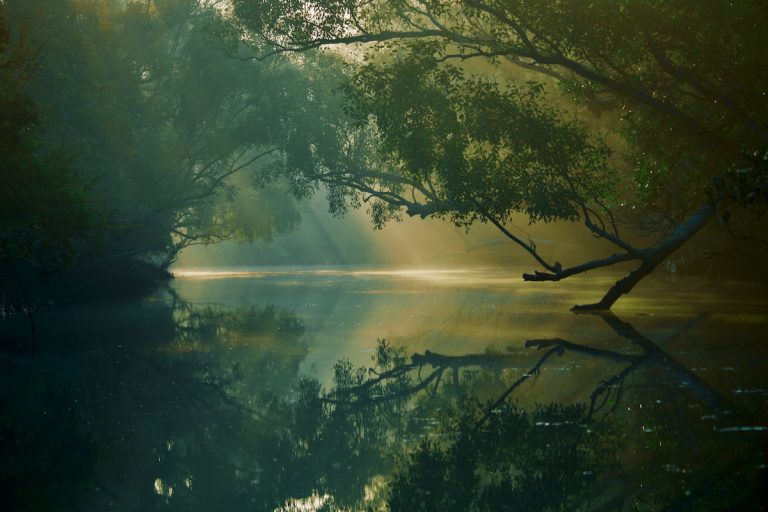 Canales y manglares del Parque Nacional de los Sundarbans al amanecer, India Bangladesh