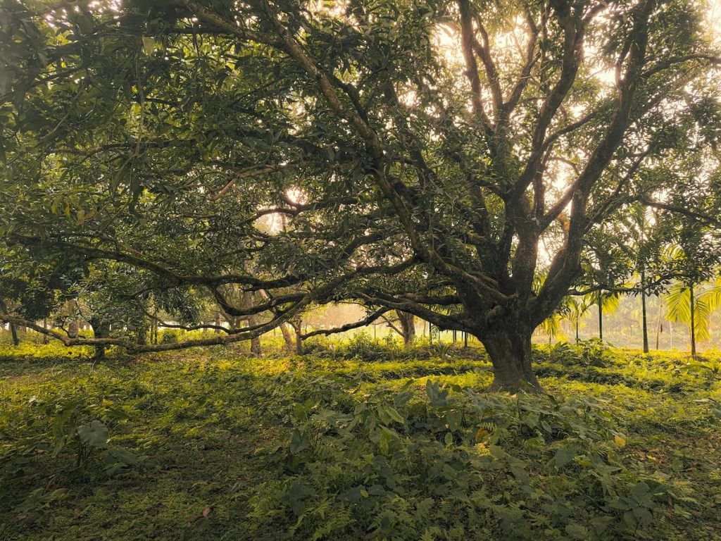 Bosque de árboles Sundari en el Parque Nacional de los Sundarbans, India